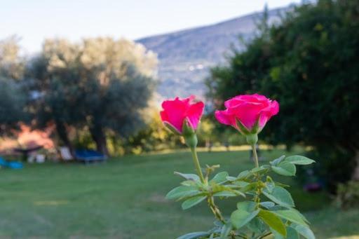 הרצג-נובי Apartments Savic מראה חיצוני תמונה